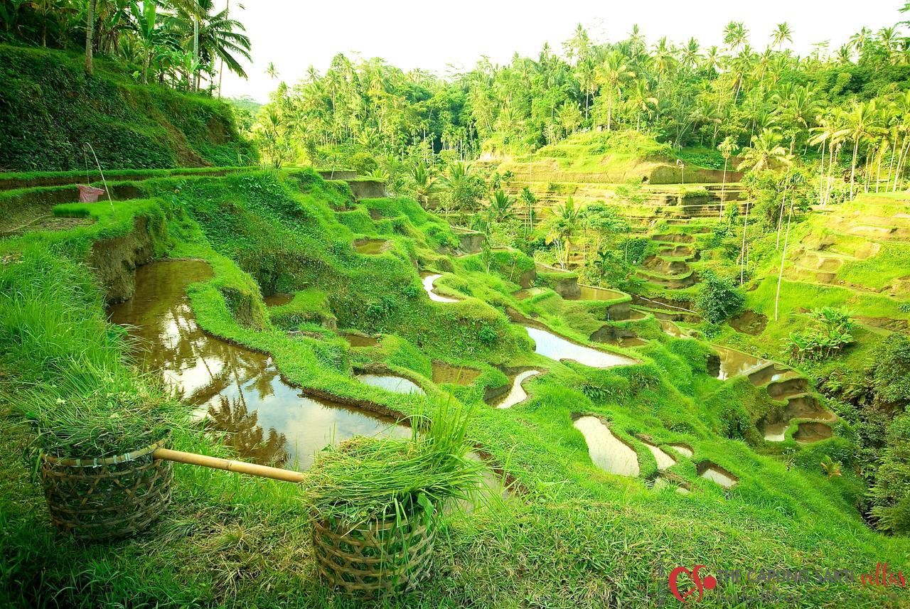 Capung Sakti Villas Ubud Kültér fotó
